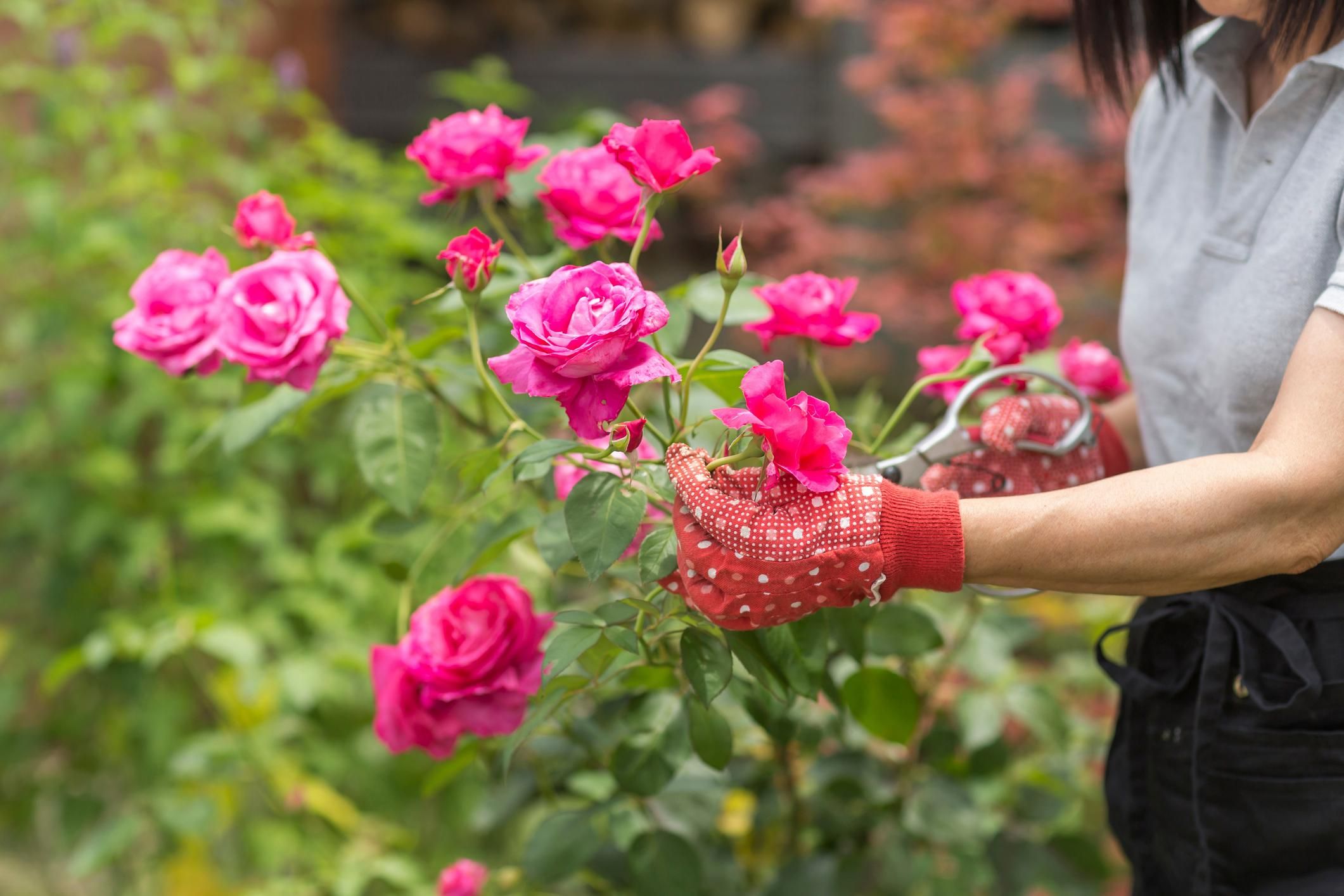 Coleção de Rosas