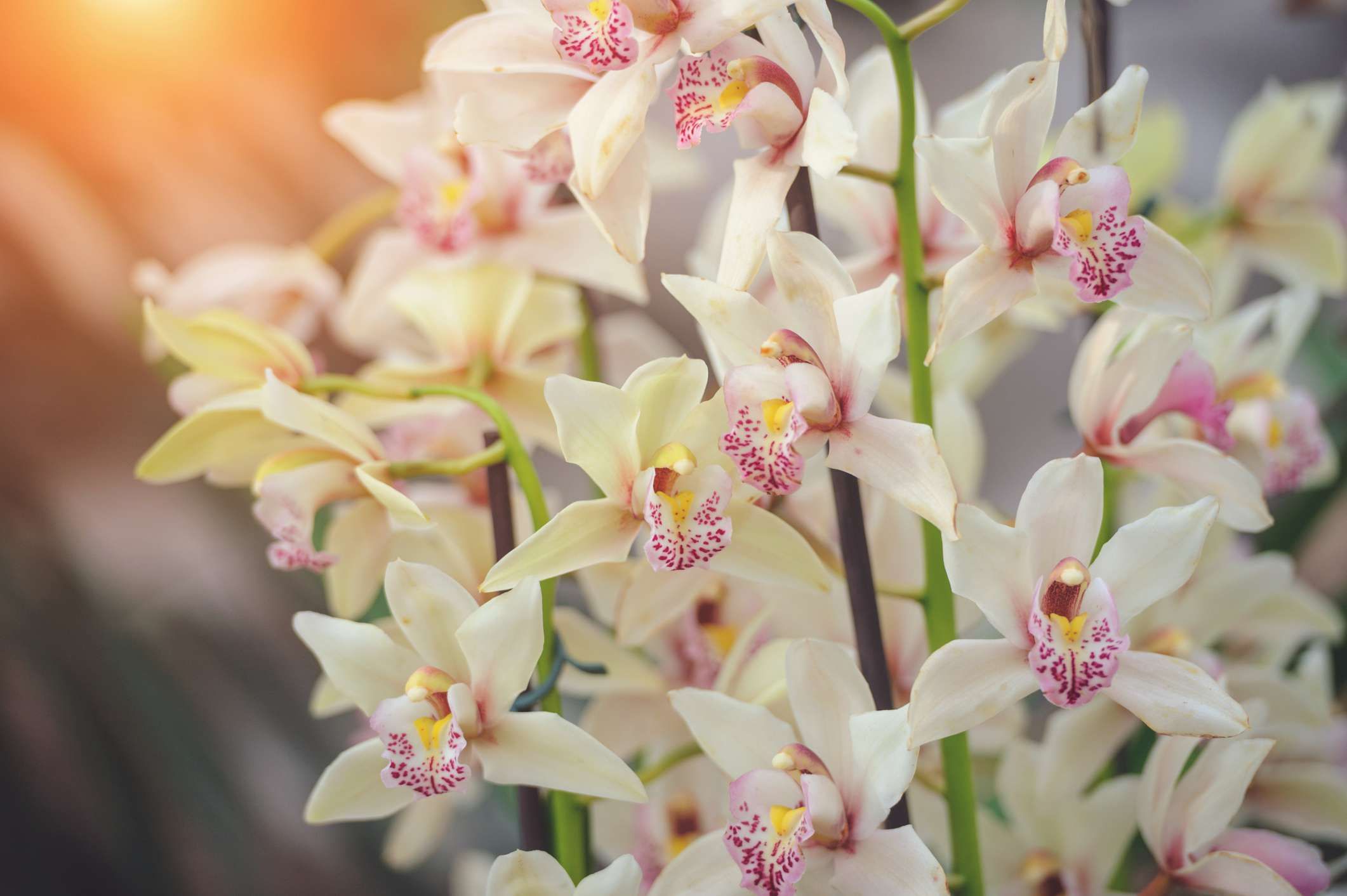 Coleção de Orquídeas